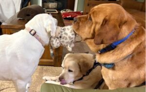 Yellow Labrador Retriever