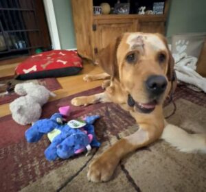 Yellow Labrador Retriever