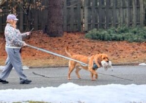 Yellow Labrador Retriever