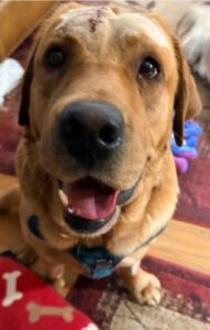 Yellow Labrador Retriever