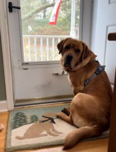 Yellow Labrador Retriever