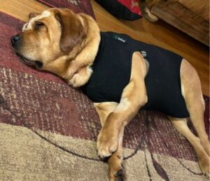 Yellow Labrador Retriever