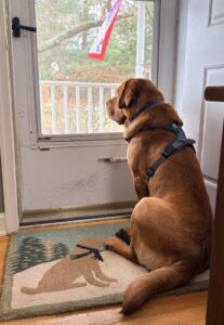 Yellow Labrador Retriever