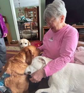 Yellow Labrador Retriever