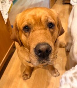 Yellow Labrador Retriever