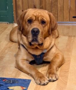 Yellow Labrador Retriever