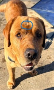 Yellow Labrador Retriever