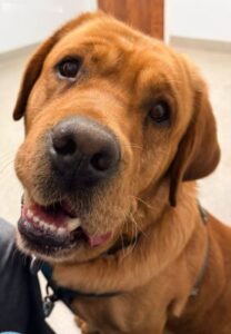 Yellow Labrador Retriever