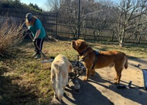 Yellow Labrador Retriever