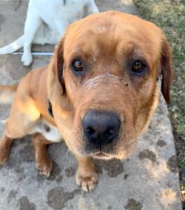 Yellow Labrador Retriever