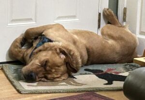 Yellow Labrador Retriever