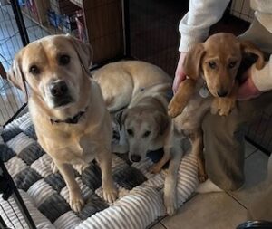 Yellow Labrador Retriever Mix