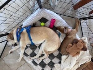 Yellow Labrador Retriever Mix