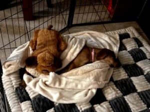 Yellow Labrador Retriever Mix