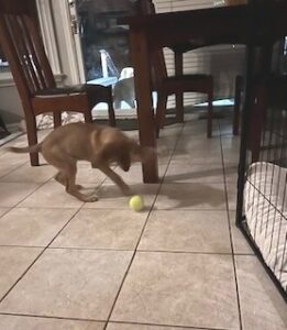Yellow Labrador Retriever Mix