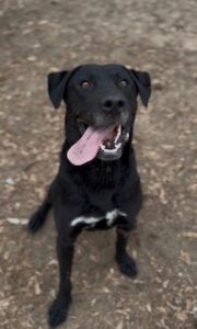 Labrador Mix