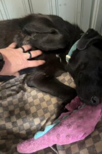 Labrador/German Shepherd Mix