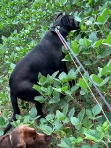 Black Labrador mix