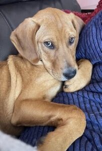 Yellow Labrador Retriever Mix
