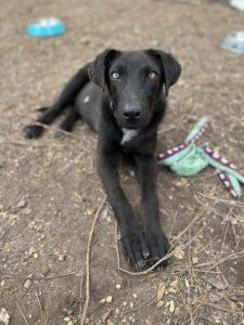 Labrador/GS Mix