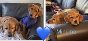 Yellow Labrador Retriever Mix