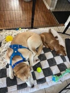 Yellow Labrador Retriever Mix