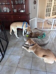 Yellow Labrador Retriever Mix