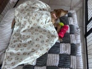 Yellow Labrador Retriever Mix