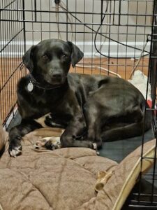 Black Labrador Mix