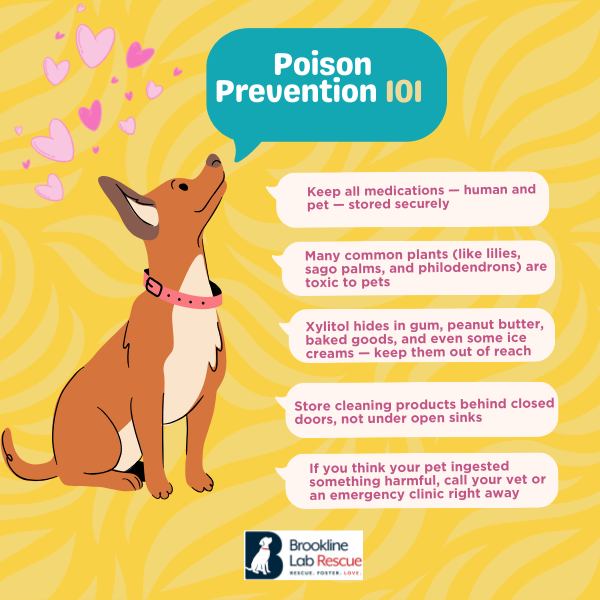 Graphic entitled Poison Prevention 101 with hints for keeping animals safe in the home