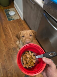 Yellow Labrador