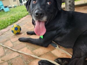 Black Labrador Mix