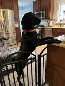 Black Labrador Retriever Mix