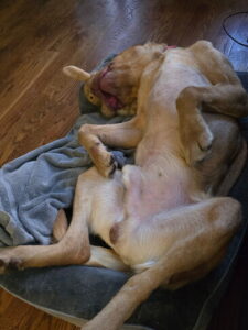 Yellow Labrador Retriever