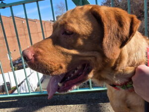 Yellow Labrador Retriever