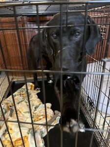 Black Labrador Retriever Mix