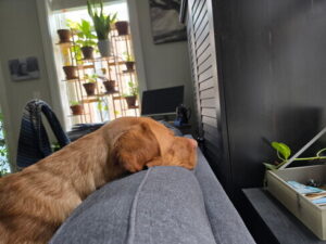 Yellow Labrador Retriever