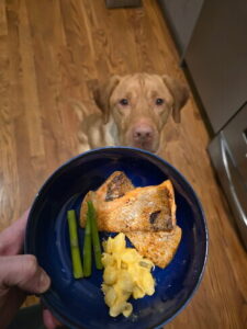 Yellow Labrador Retriever