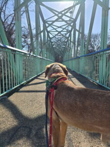 Yellow Labrador Retriever