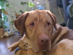 Yellow Labrador Retriever