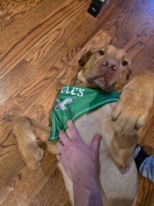 Yellow Labrador Retriever