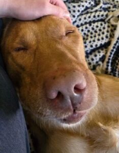 Yellow Labrador Retriever