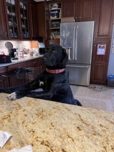 Black Labrador Retriever Mix