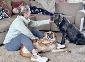 Silver Labrador Retriever