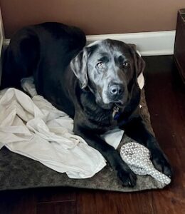 Silver Labrador Retriever