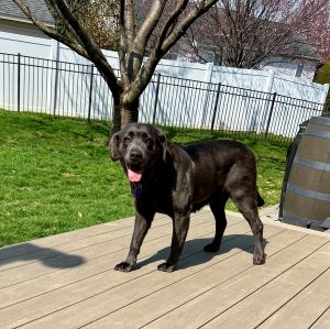 Chocolate Labrador Retriever
