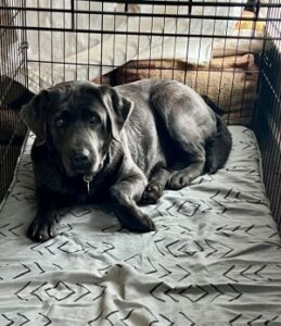 black Labrador Retriever