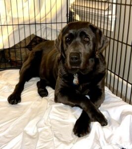 black Labrador Retriever