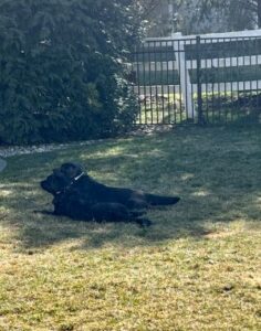 Labrador Retriever