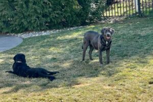 Labrador Retriever